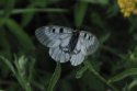 Clouded Apollo
