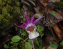 Calypso Orchid