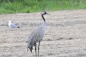 Common Crane