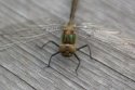 Downy Emerald