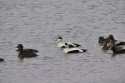 Eider
