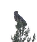 Eagle Owl