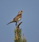 Fieldfare