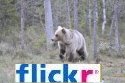 Flickr Gallery