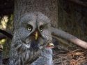Great Grey Owl