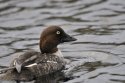 Goldeneye