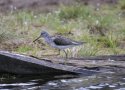 Greenshank