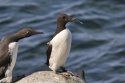 Guillemot