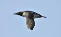 Guillemot