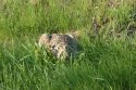 Brown Hare