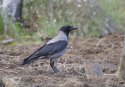Hooded Crow