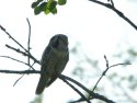Hawk Owl