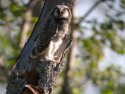Hawk Owl