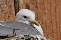 Kittiwake