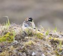 Lapland Bunting