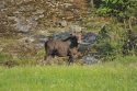 Moose