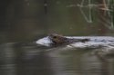 Muskrat