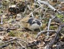 Norway Lemming