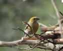 Pine Grosbeak