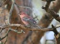 Pine Grosbeak