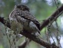 Pygmy Owl