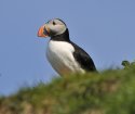 Puffin