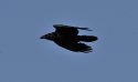 Raven