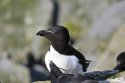 Razorbill