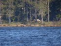Wild Forest Reindeer