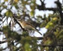 Red Flanked Bluetail