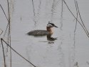 Red Necked Grebe