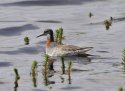 Red Necked Phalarope