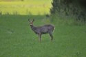 Roe Deer
