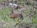 Red Squirel