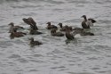 Steller's Eider
