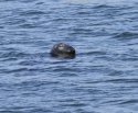 Grey Seal