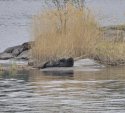 Saimaa Ringed Seal