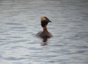 Slavonian Grebe