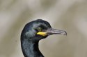 Shag