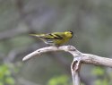 Siskin