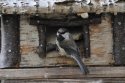 Siberian Tit