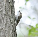 Northern Treecreeper