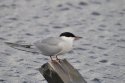 Common Tern
