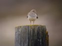 Temminck's Stint