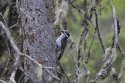 Three Toed Woodpecker