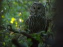 Ural Owl