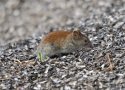 Grey Sided Vole