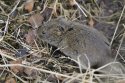 Field Vole