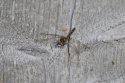 Northern White Faced Darter