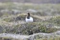 Willow Grouse